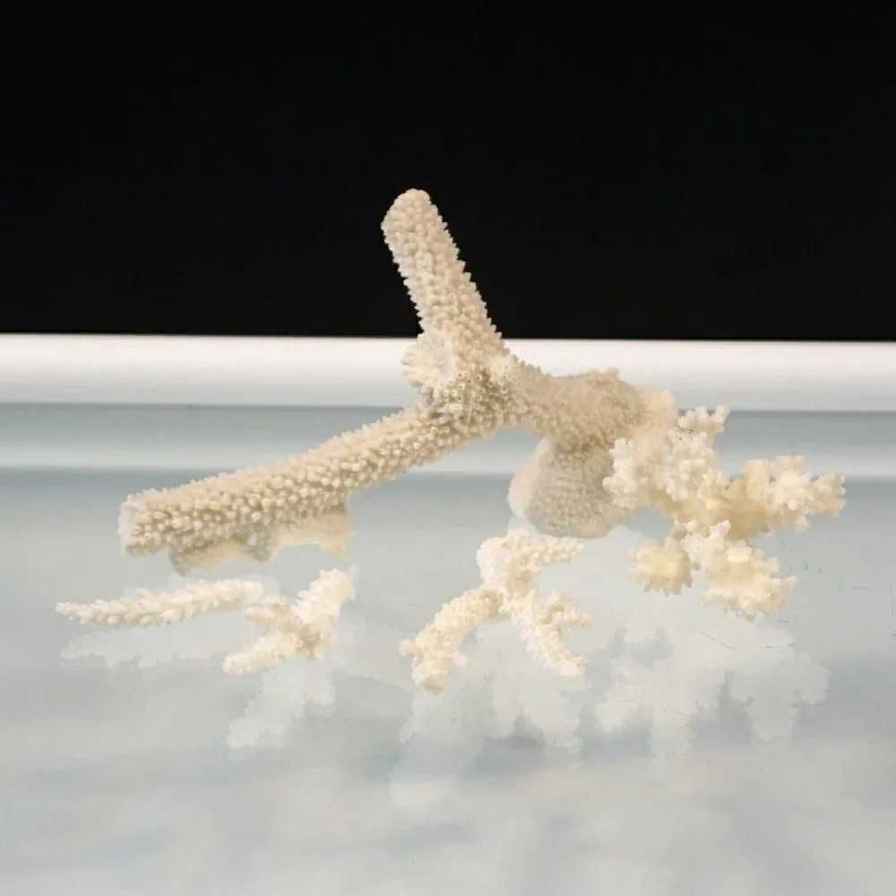 Corals Lot Natural Sea Corals Decorative Display Aquarium